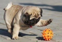 巴哥最新爆料视频,揭秘娱乐圈惊人内幕！