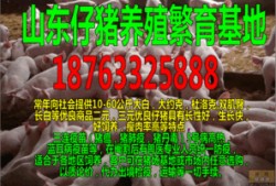 湛江猪价最新爆料,涨跌互现，市场行情揭秘