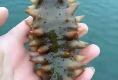 海参哥最新爆料图片大全,图片大全揭秘幕后真相