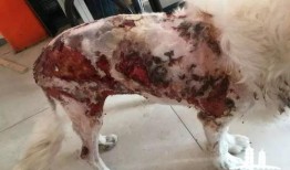 大狗最新爆料,揭秘娱乐圈最新动态与幕后真相