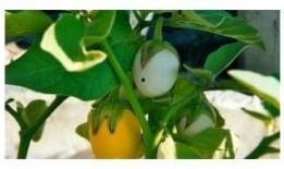 甜瓜最新更新爆料视频下载