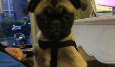 巴哥爆料最新人物是谁啊,揭秘最新神秘人物身份之谜