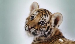 成都老虎爆料视频最新