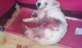 长春爆料养狗事件最新,邻里冲突升级，社区治理面临挑战