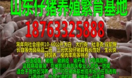 湛江猪价最新爆料,涨跌互现，市场行情揭秘