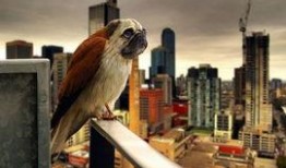 八哥最新爆料新闻直播