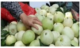 甜瓜最新更新爆料视频下载