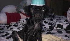 巴哥爆料最新人物是谁啊,揭秘最新神秘人物身份之谜