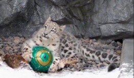 今日动物爆料最新消息图片,奇趣瞬间，捕捉动物界的瞬间精彩