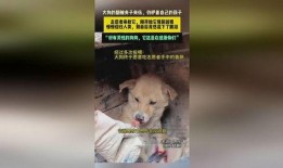 河南大狗爆料最新消息,最新消息揭示惊人内幕