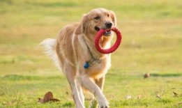 长春爆料养狗事件最新,邻里冲突升级，社区治理面临挑战