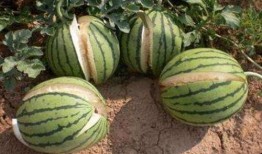 银川吃瓜最新事件爆料是真的吗,最新爆料真相揭秘