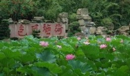 成都武侯祠最新爆料消息,历史遗迹与文化新篇