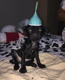 巴哥爆料最新人物是谁啊,揭秘最新神秘人物身份之谜